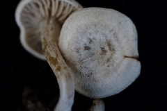 Entoloma undatum
