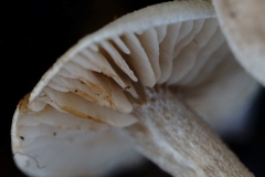 Entoloma undatum
