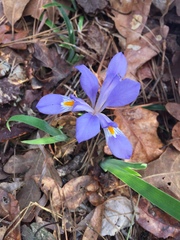 Iris verna smalliana