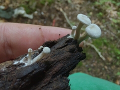 Entoloma undatum