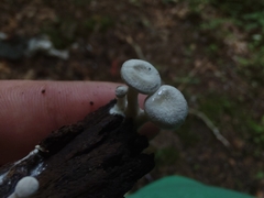 Entoloma undatum