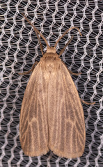 Crambidia lithosioides