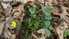 Ranunculus hispidus hispidus