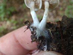 Entoloma undatum