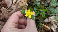 Ranunculus hispidus hispidus