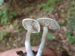 Entoloma undatum
