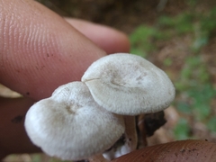 Entoloma undatum