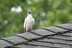 Columba livia domestica
