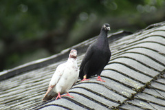 Columba livia domestica