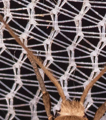 Crambidia lithosioides