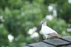 Columba livia domestica