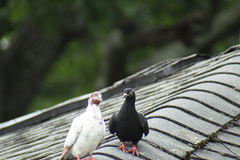 Columba livia domestica