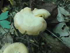 Cantharellus flavolateritius