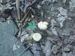 Cantharellus flavolateritius
