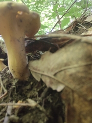 Cantharellus flavolateritius