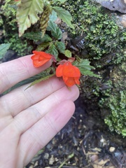 Begonia tetrandra
