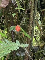 Begonia tetrandra