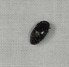 Chelonarium lecontei