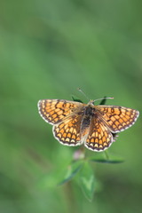 Melitaea parthenoides