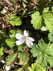 Rubus pedatus