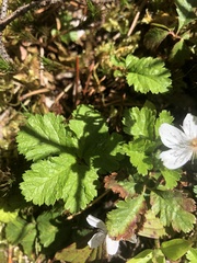 Rubus pedatus