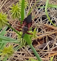 Apiomerus floridensis