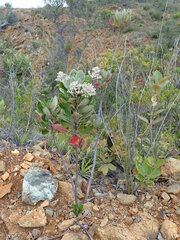 Argophyllum grunowii