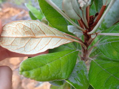 Argophyllum grunowii