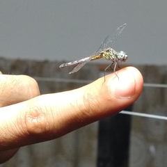 Micrathyria aequalis