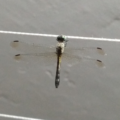 Micrathyria aequalis