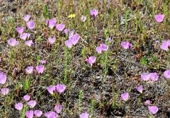 Sidalcea calycosa calycosa