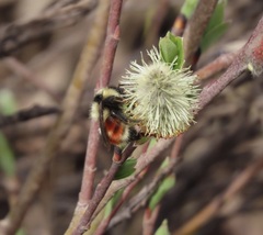 Bombus sylvicola
