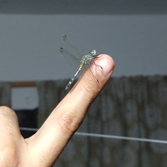 Micrathyria aequalis