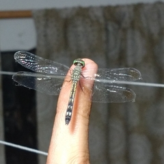 Micrathyria aequalis