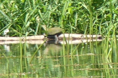 Chrysemys picta bellii