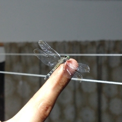 Micrathyria aequalis