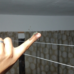 Micrathyria aequalis