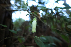 Fieldia australis