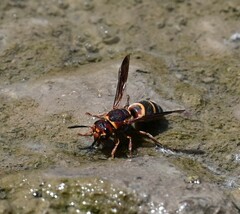 Euodynerus annulatus