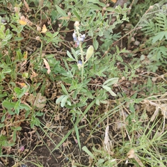 Lupinus texensis