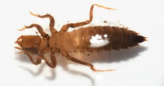 Hylogomphus geminatus
