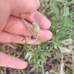 Lupinus texensis