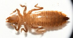 Hylogomphus geminatus