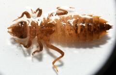 Hylogomphus geminatus