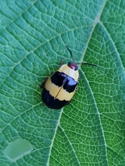 Alagoasa bipunctata