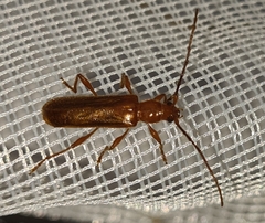 Axinopalpis gracilis