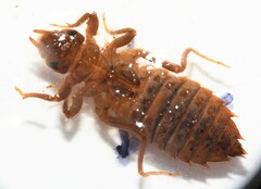 Hylogomphus geminatus