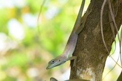 Anolis conspersus