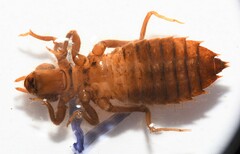 Hylogomphus geminatus