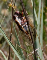 Megatibicen tremulus